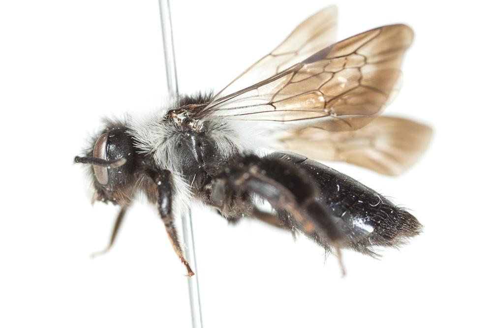 Andrena barbareae Panzer, 1805