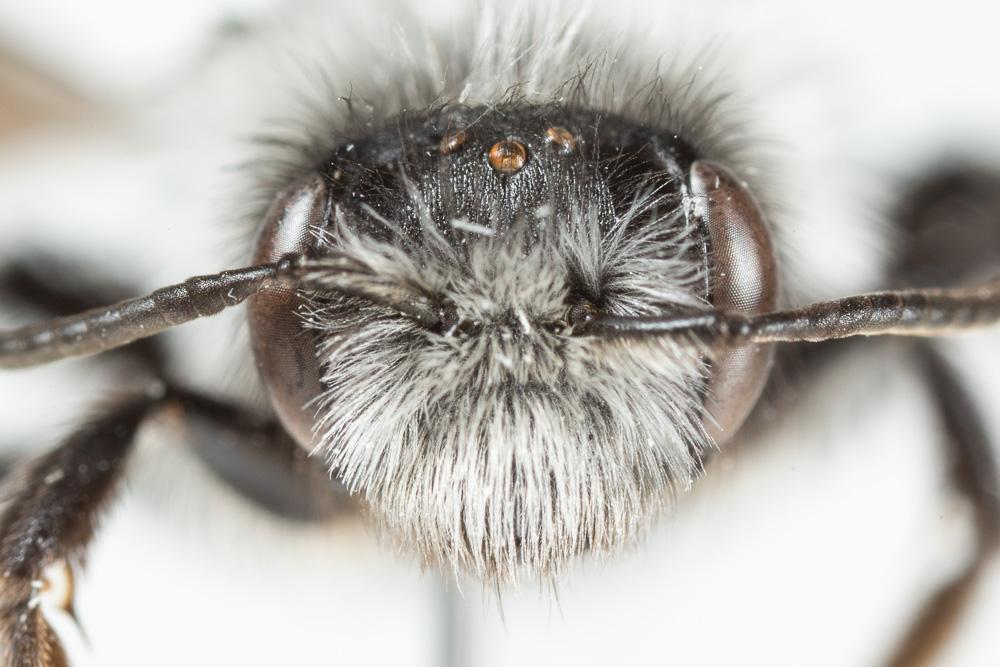 Andrena barbareae Panzer, 1805