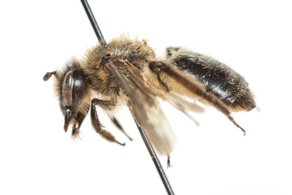 Andrena bimaculata (Kirby, 1802)