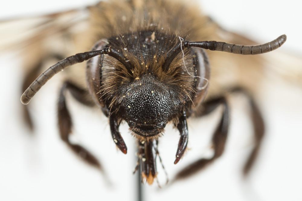 Andrena bimaculata (Kirby, 1802)