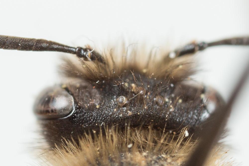 Andrena bimaculata (Kirby, 1802)