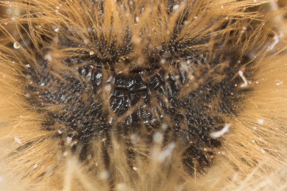 Andrena bimaculata (Kirby, 1802)