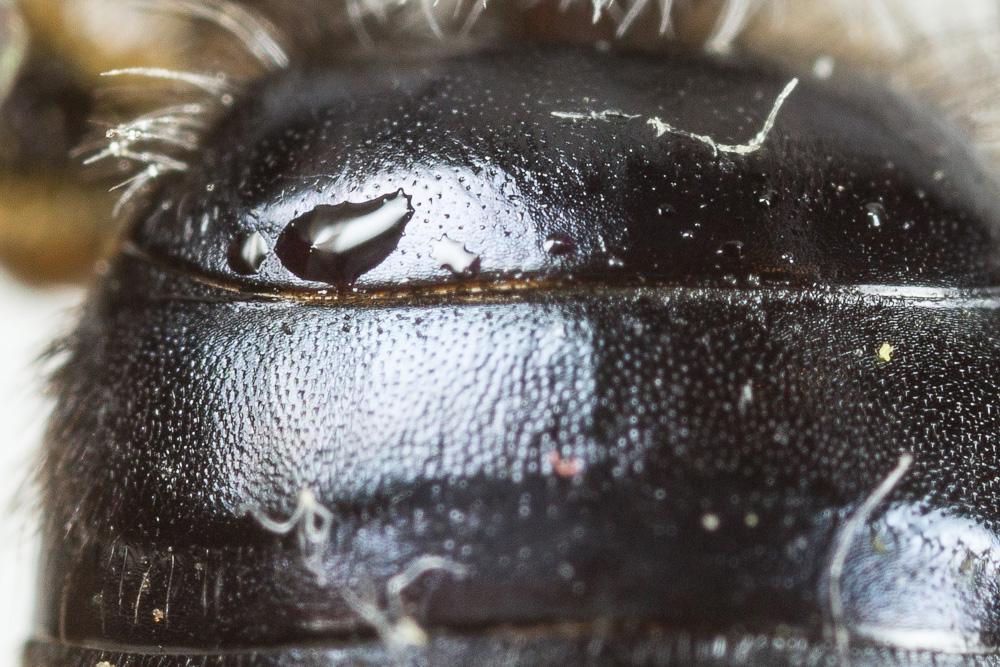  Andrena cineraria (Linnaeus, 1758)