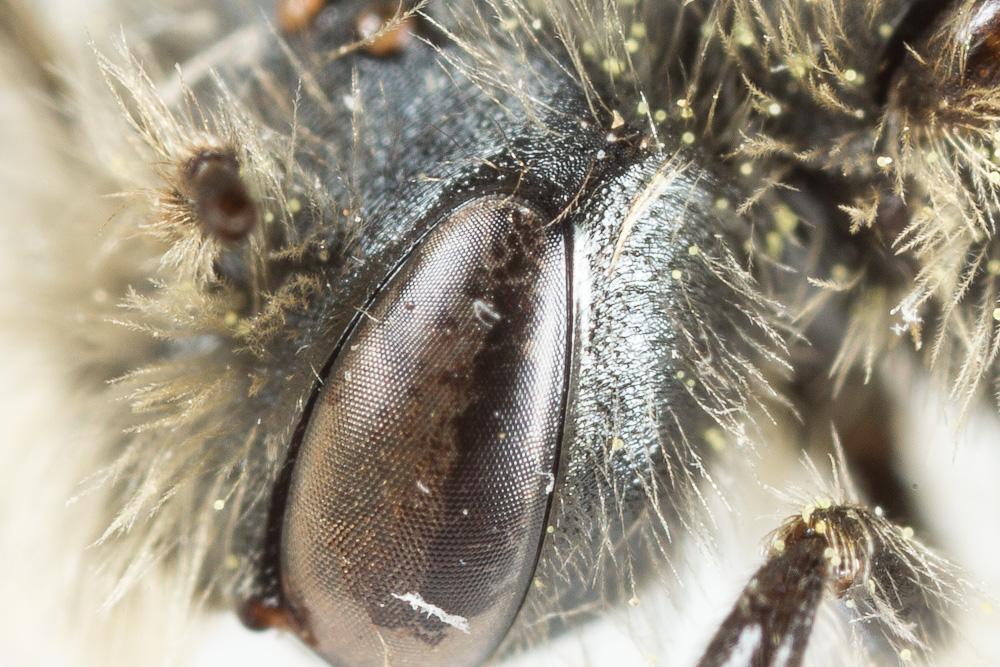  Andrena ranunculi Schmiedeknecht, 1883