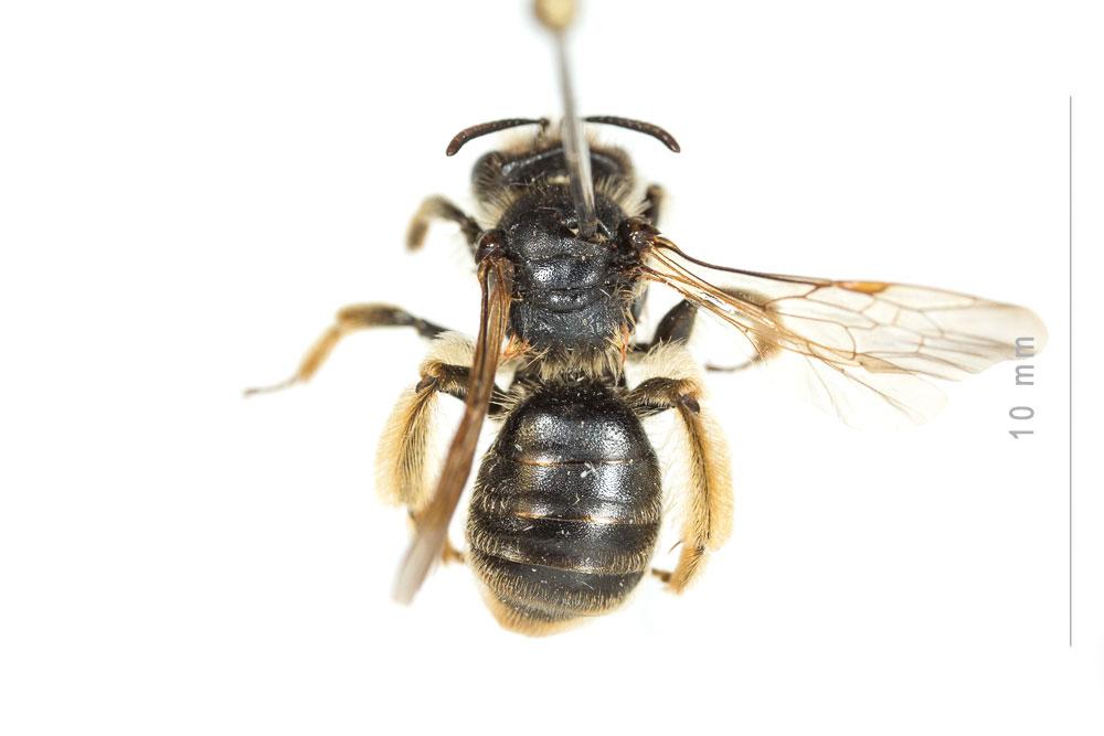  Andrena cinerea Brullé, 1832