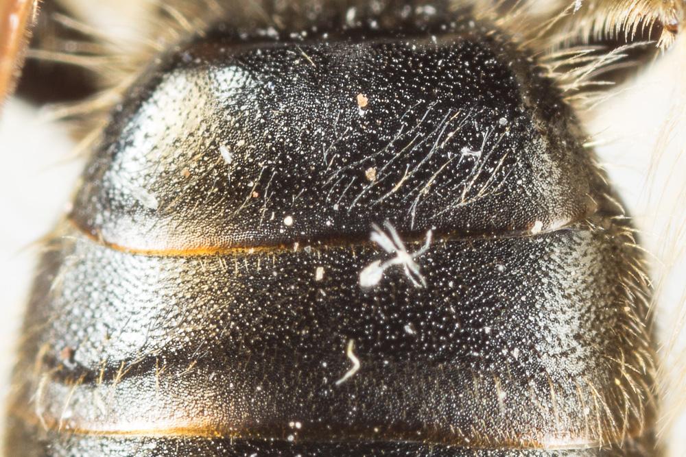  Andrena cinerea Brullé, 1832