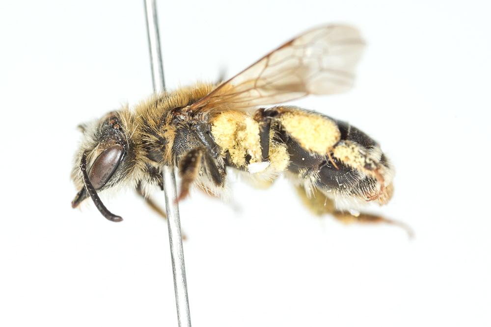  Andrena combinata (Christ, 1791)