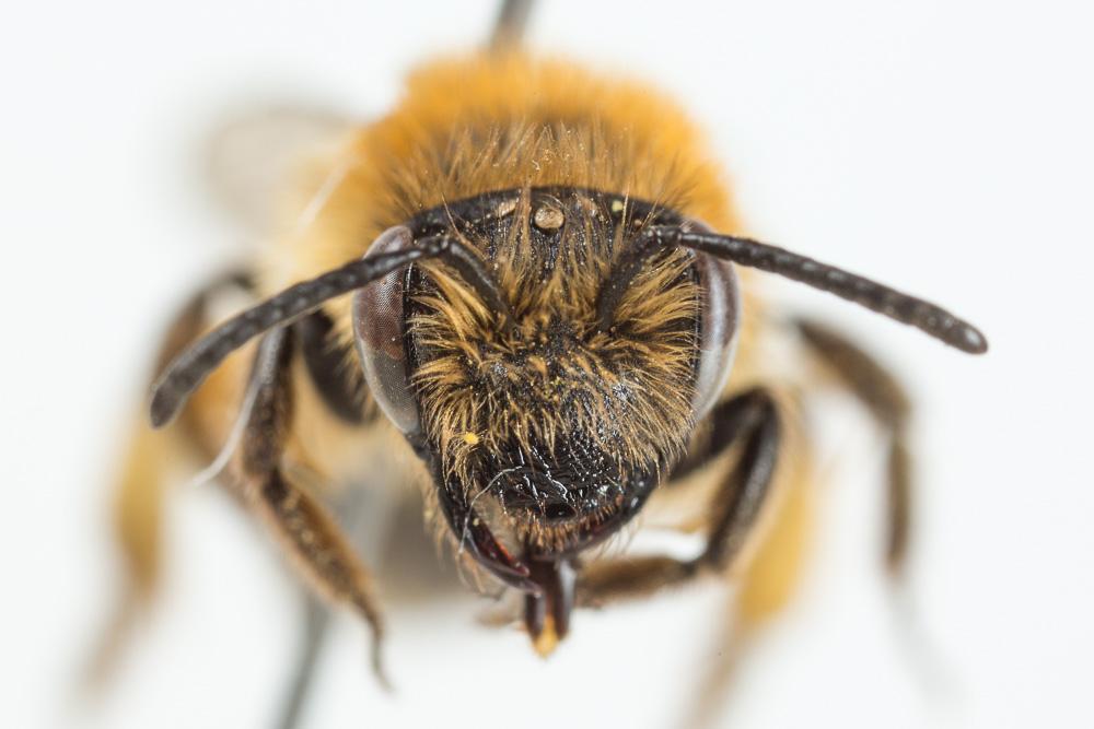 Andrena congruens Schmiedeknecht, 1882