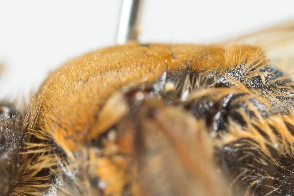  Andrena curvungula Thomson, 1870