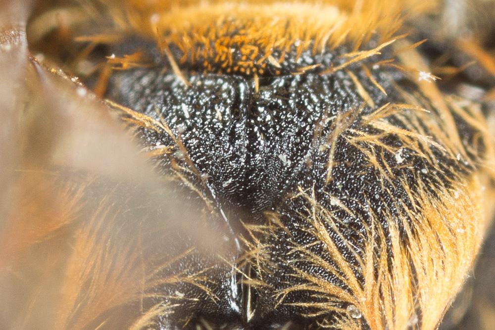 Andrena curvungula Thomson, 1870