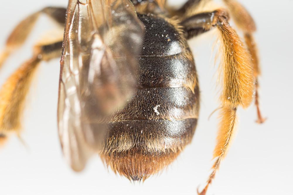Andrena curvungula Thomson, 1870