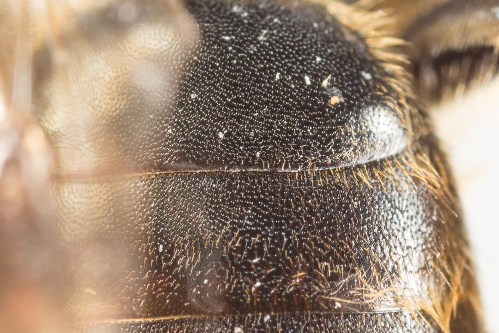  Andrena curvungula Thomson, 1870