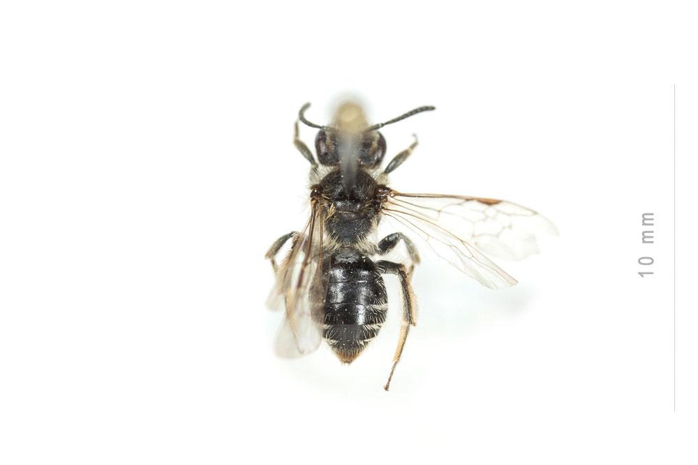 Andrena distinguenda Schenck, 1871