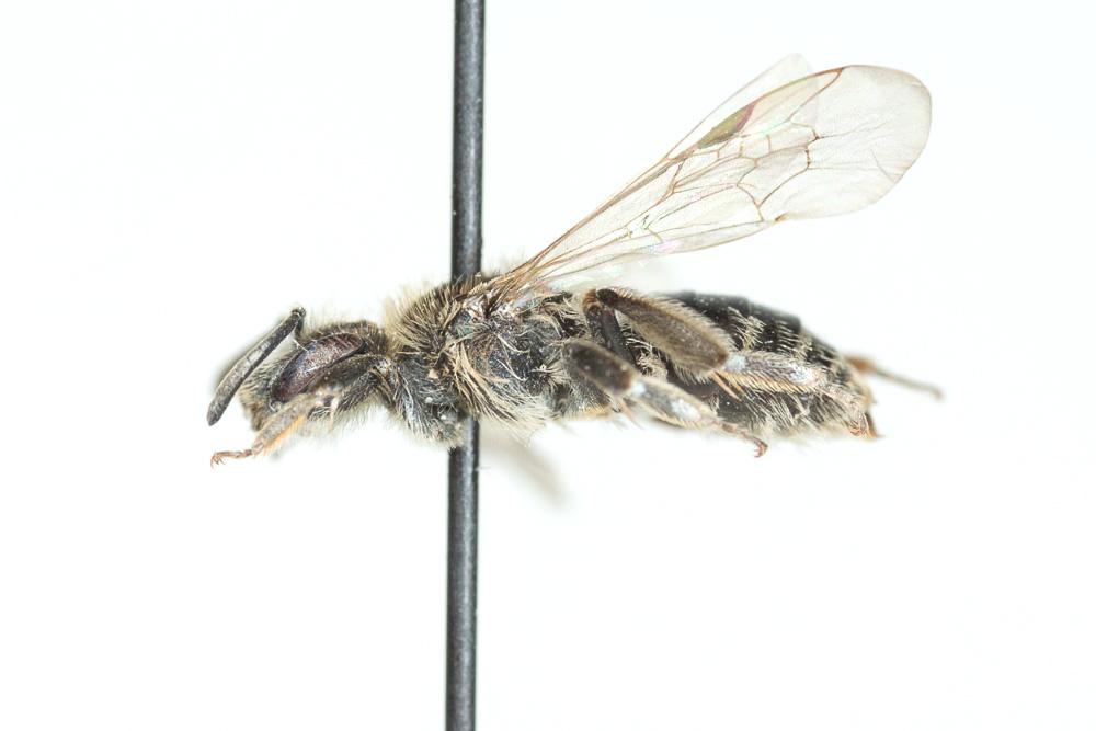 Andrena distinguenda Schenck, 1871
