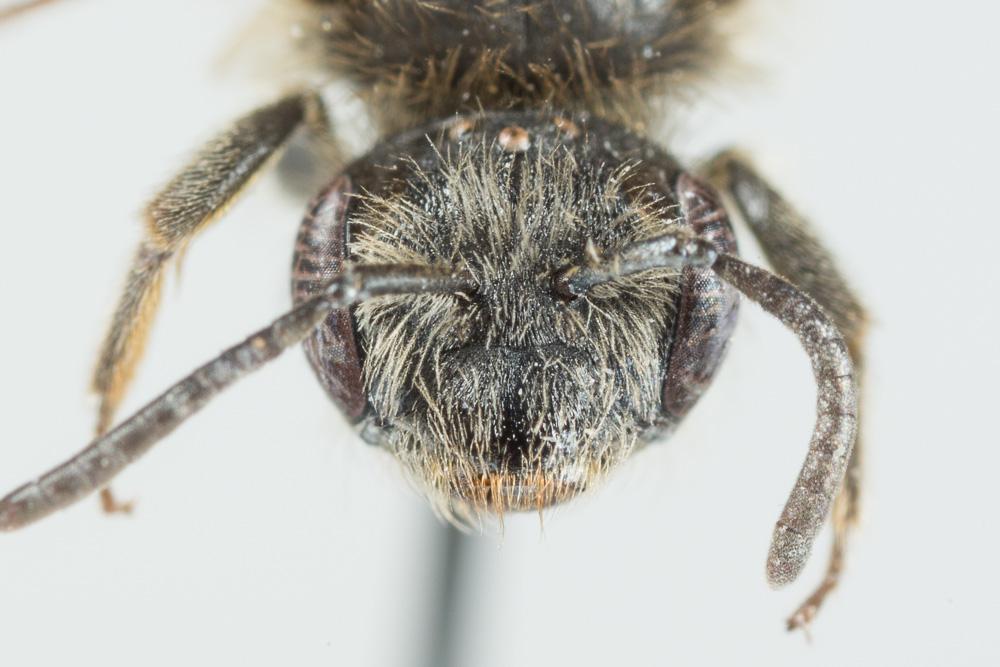 Andrena distinguenda Schenck, 1871