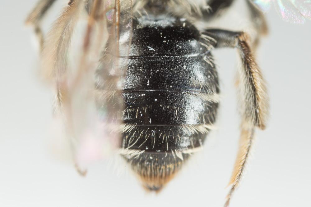 Andrena distinguenda Schenck, 1871