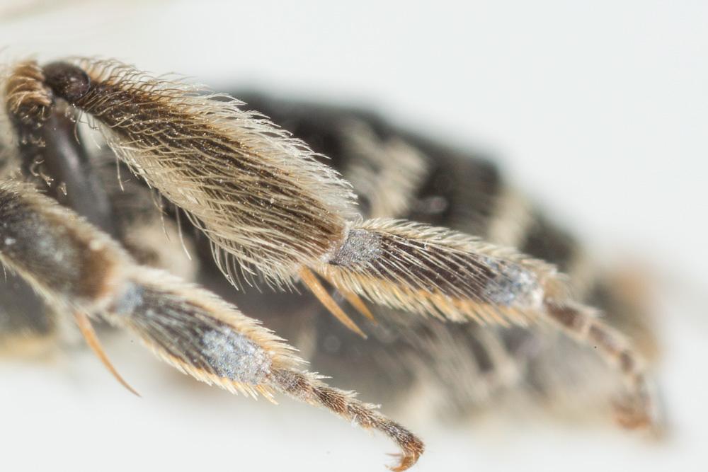 Andrena distinguenda Schenck, 1871