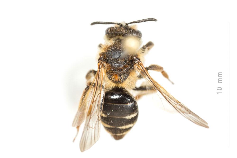  Andrena dorsata (Kirby, 1802)