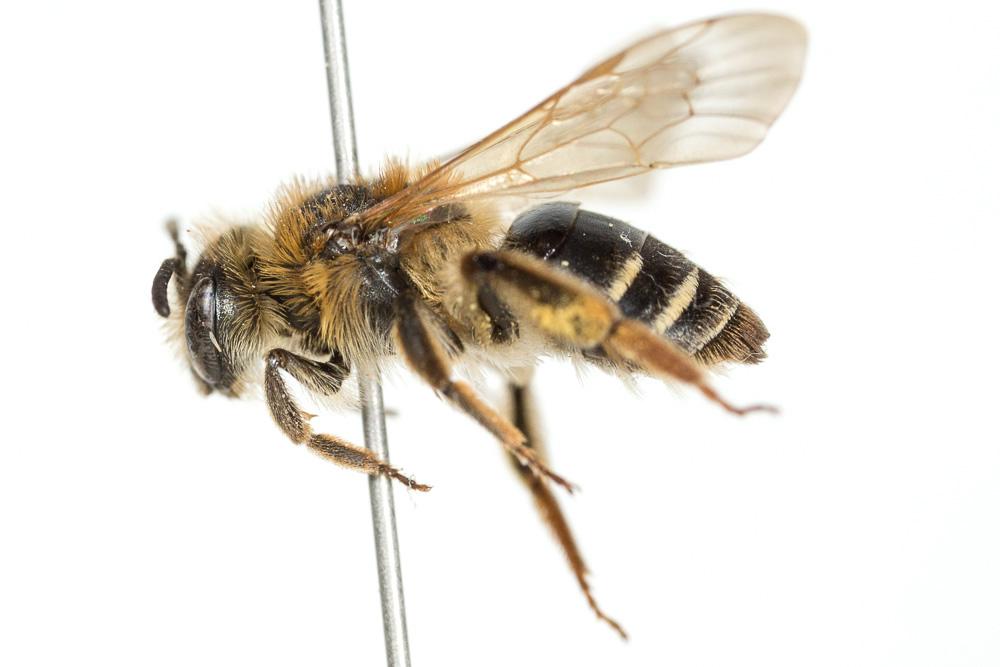  Andrena dorsata (Kirby, 1802)