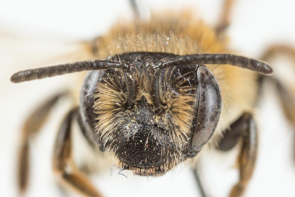  Andrena dorsata (Kirby, 1802)