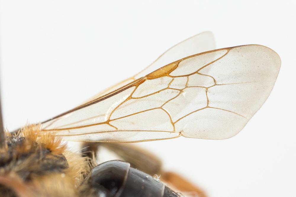  Andrena dorsata (Kirby, 1802)