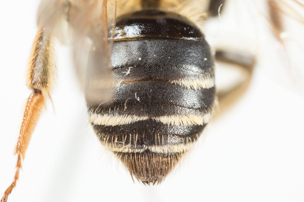 Andrena dorsata (Kirby, 1802)
