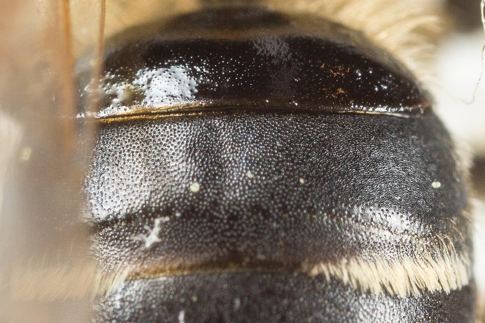 Andrena dorsata (Kirby, 1802)