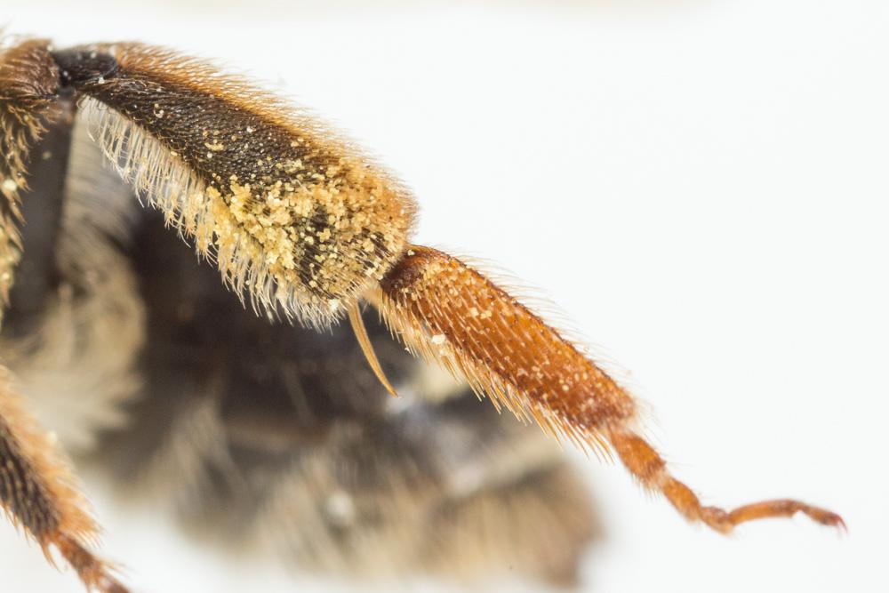  Andrena dorsata (Kirby, 1802)