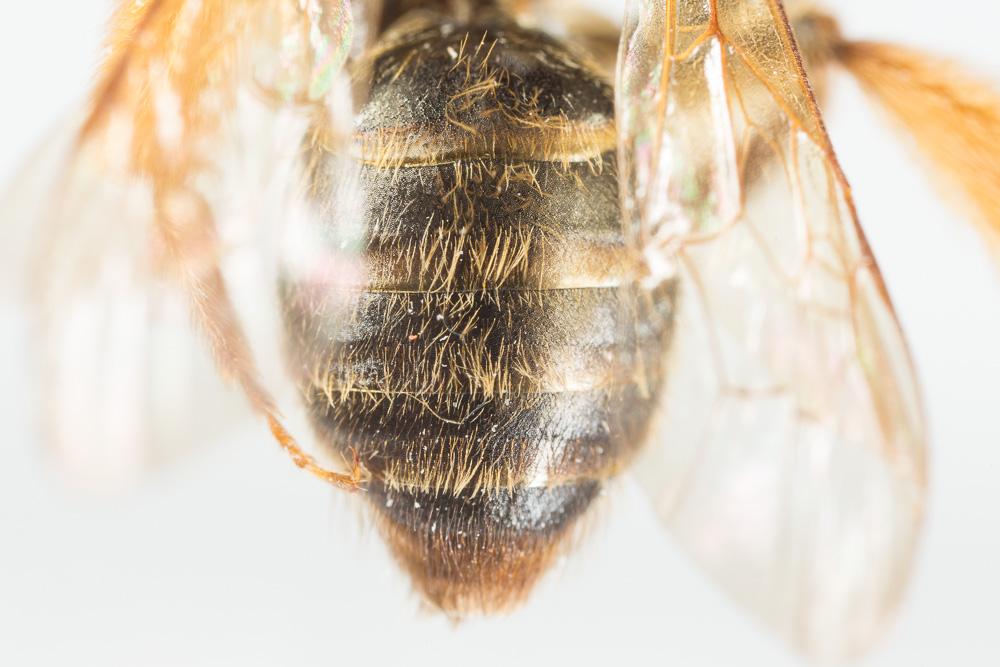  Andrena ferox Smith, 1847