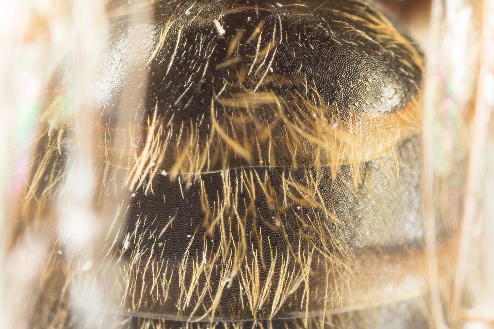 Andrena ferox Smith, 1847