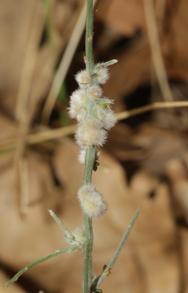  Aceria genistae (Nalepa, 1892)