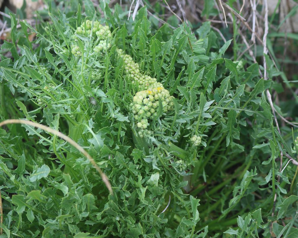 Crépide à feuilles de pissenlit, Barkhausie à feui Crepis vesicaria subsp. taraxacifolia (Thuill.) Thell. ex Schinz & R.Keller, 1914