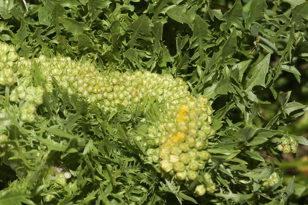 Crépide à feuilles de pissenlit, Barkhausie à feui Crepis vesicaria subsp. taraxacifolia (Thuill.) Thell. ex Schinz & R.Keller, 1914