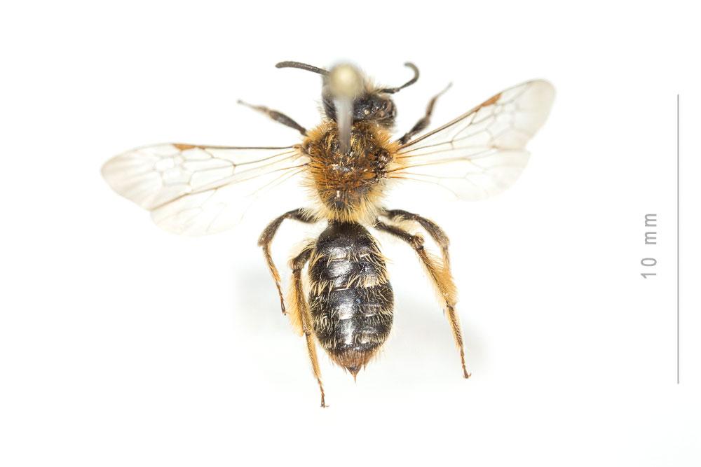  Andrena fulvata Stoeckhert, 1930