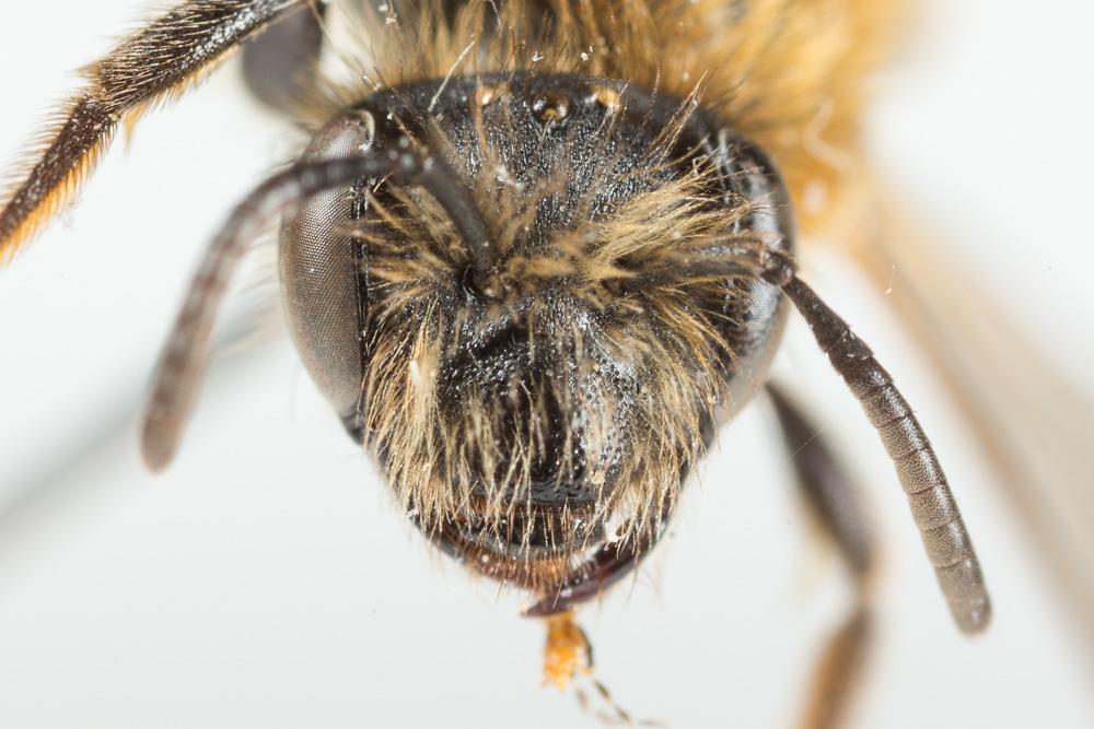 Andrena fulvata Stoeckhert, 1930