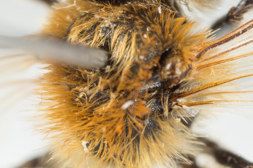 Andrena fulvata Stoeckhert, 1930