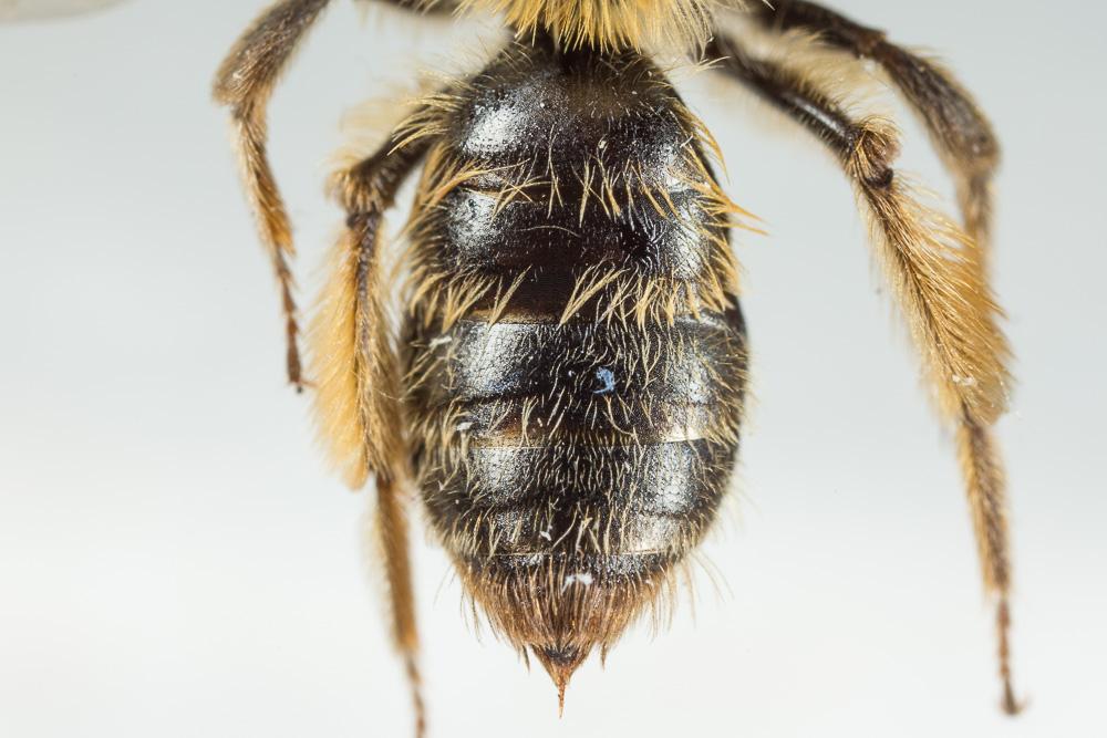 Andrena fulvata Stoeckhert, 1930