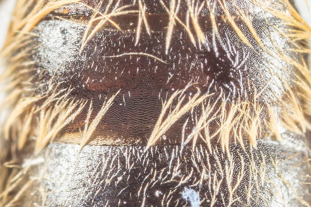  Andrena fulvata Stoeckhert, 1930