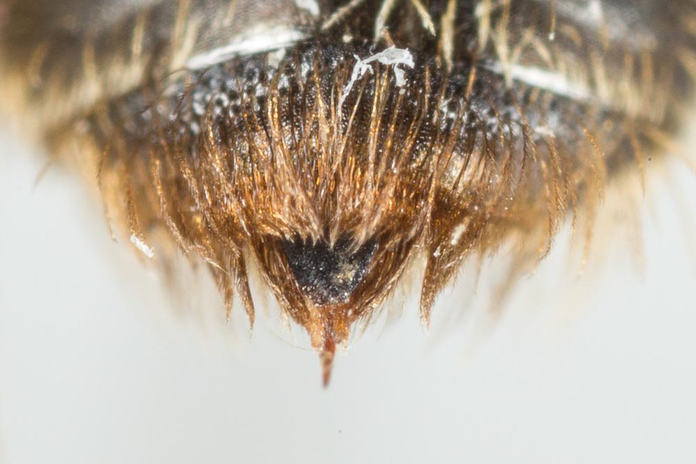  Andrena fulvata Stoeckhert, 1930