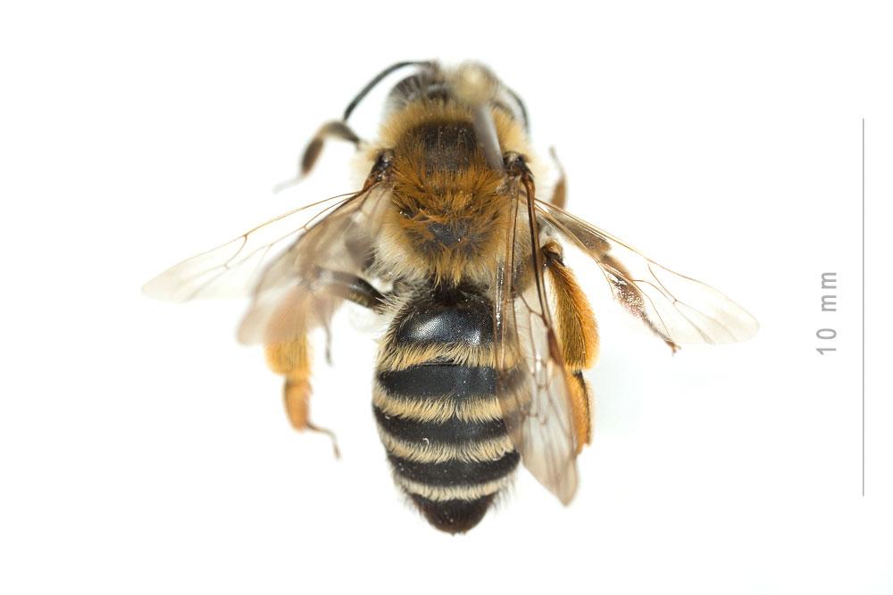 Andrena gravida Imhoff, 1832