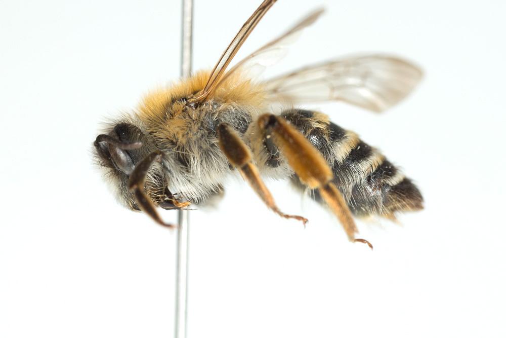  Andrena gravida Imhoff, 1832
