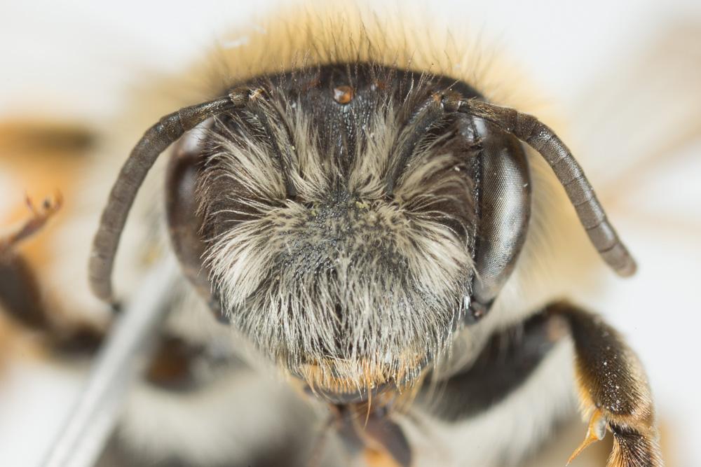 Andrena gravida Imhoff, 1832