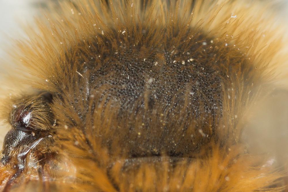  Andrena gravida Imhoff, 1832