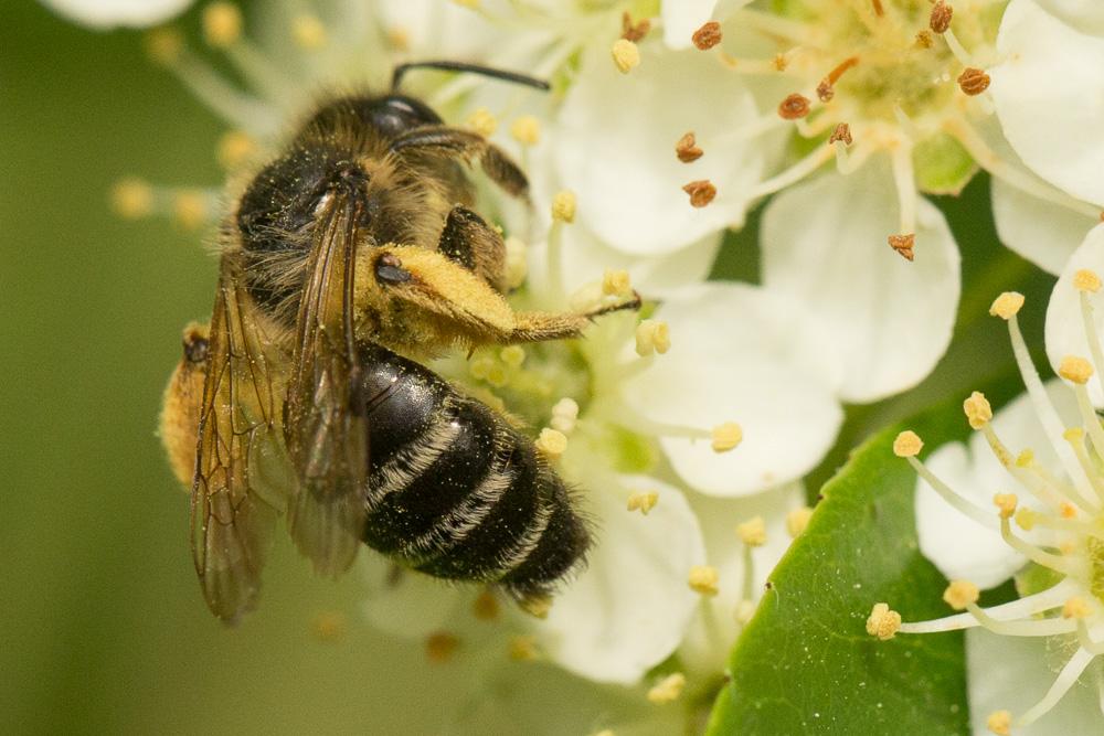  Andrena flavipes Panzer, 1799