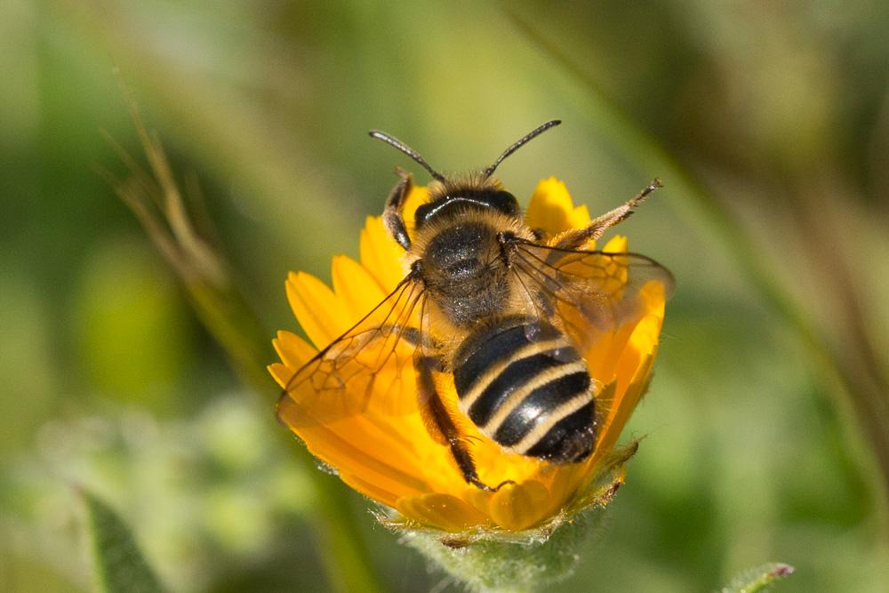 Andrena flavipes Panzer, 1799
