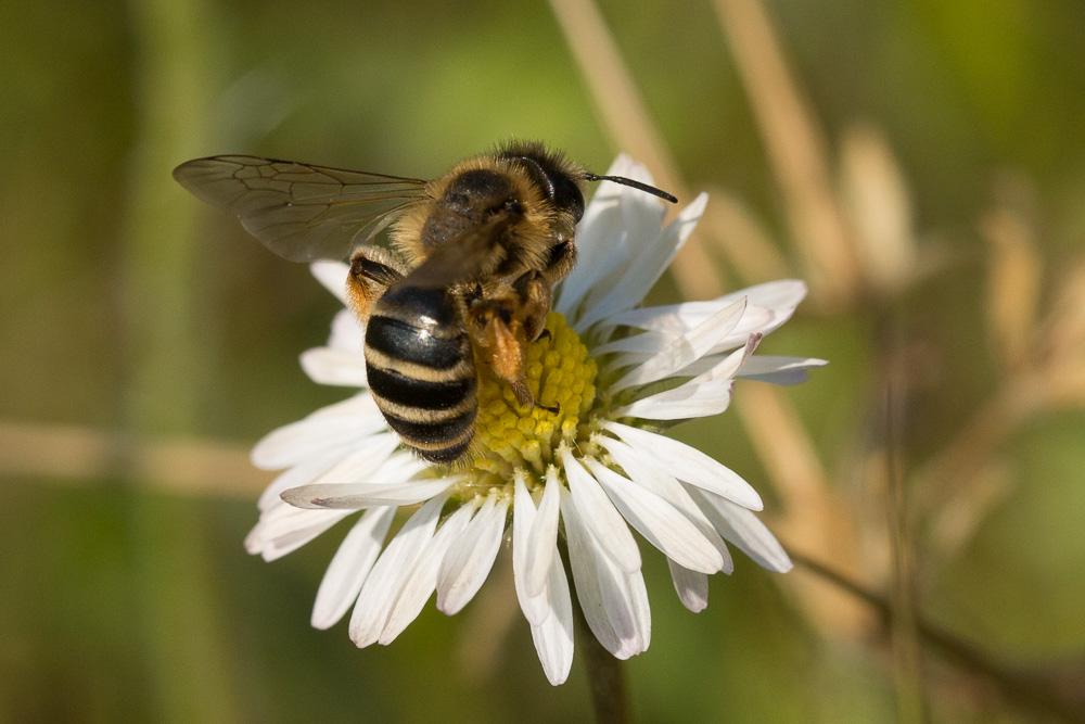 Andrena flavipes Panzer, 1799