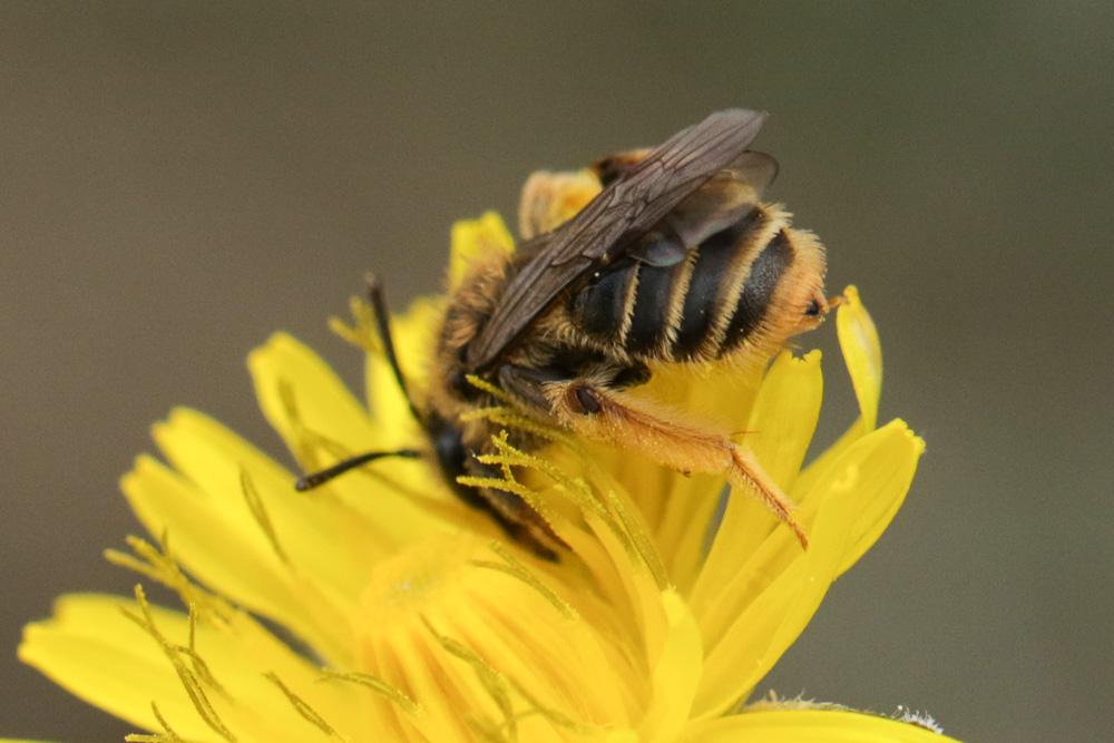 Andrena Fabricius, 1775