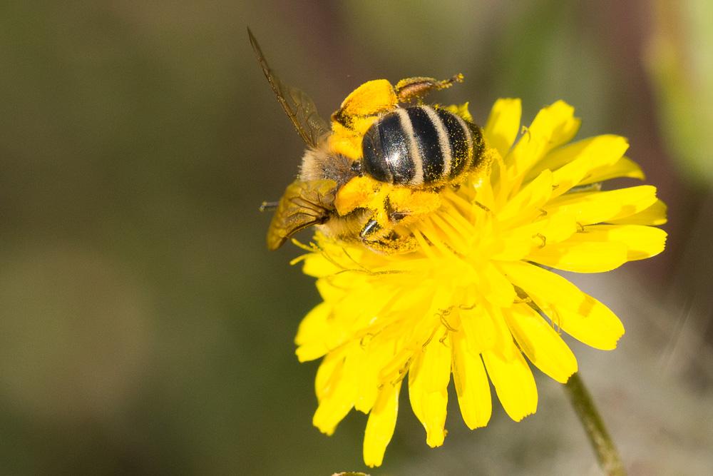  Andrena flavipes Panzer, 1799