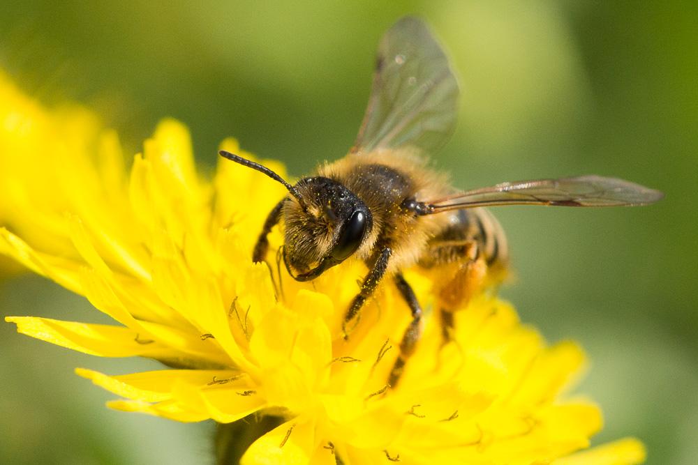  Andrena flavipes Panzer, 1799