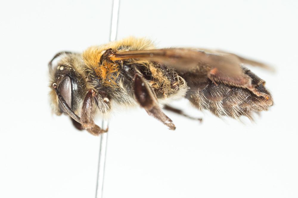 Andrena limata Smith, 1853